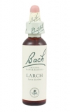 Larch (Modřín opadavý)